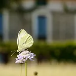 Casa Sarasa *