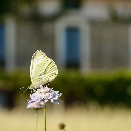 Casa Sarasa *